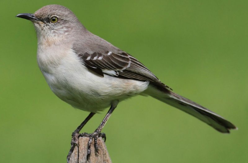 Birds That Sing at Night in North Carolina