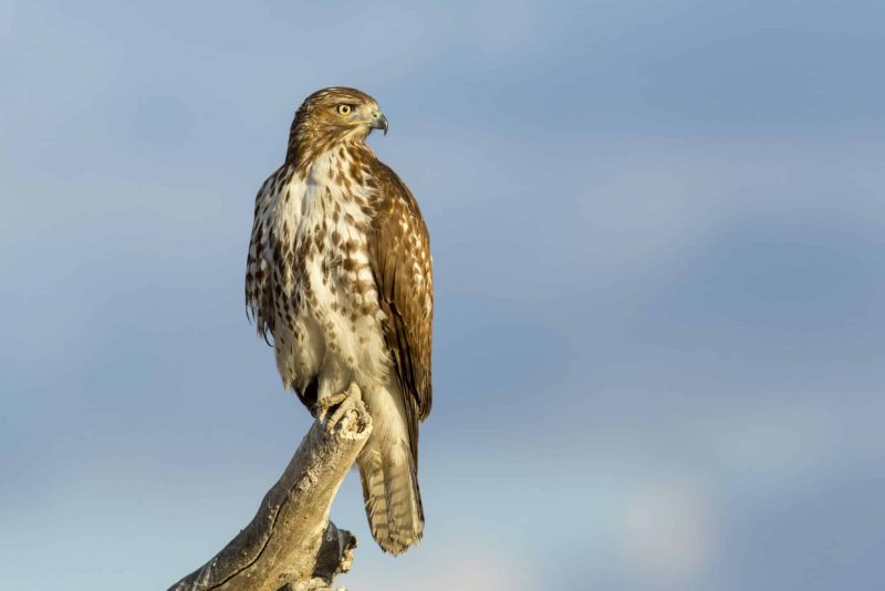 Birds of Prey in California