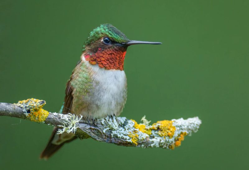 Hummingbirds in Nebraska